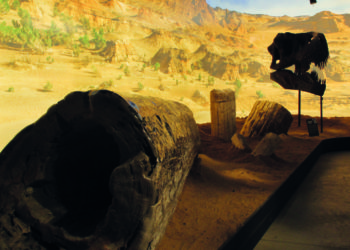 GEO MUSEU: pedras preciosas e fósseis pré-históricos na Serra Gaúcha