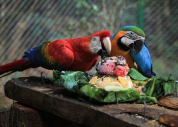 Zoológico de Cascavel recebe mais de 20 mil visitantes no mês de novembro