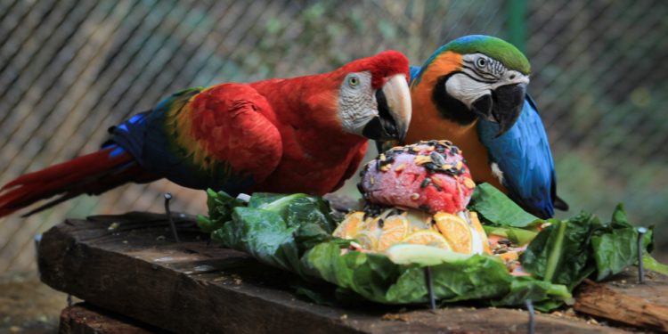 Zoológico de Cascavel recebe mais de 20 mil visitantes no mês de novembro