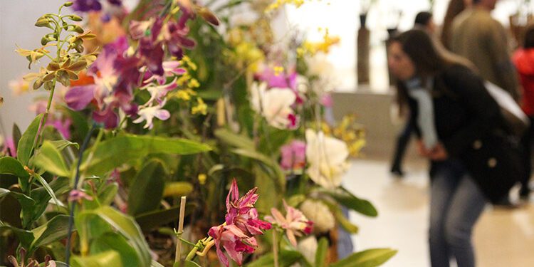 50ª Exposição Nacional de Orquídeas será de 1 a 3 de julho em Assis SP