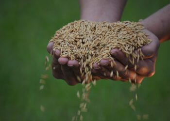 Abertura Oficial da Colheita do Arroz em Santa Catarina é Lançada em Tubarão
