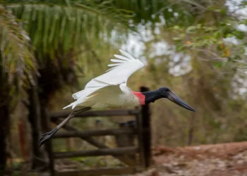 Travel Next Minas: turismo de Mato Grosso do Sul capacita agentes de viagens de várias partes do país