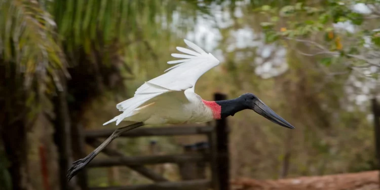 Travel Next Minas: turismo de Mato Grosso do Sul capacita agentes de viagens de várias partes do país
